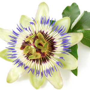 Close-up of a passionflower with vibrant purple and white petals, central filaments, and green leaves. Perfect for beauty and supplements themes.