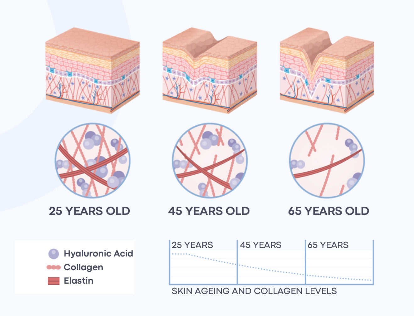 Illustration of skin cross-sections at age 25, 45, and 65, showing changes in collagen, elastin, and hyaluronic acid levels affecting skin aging.