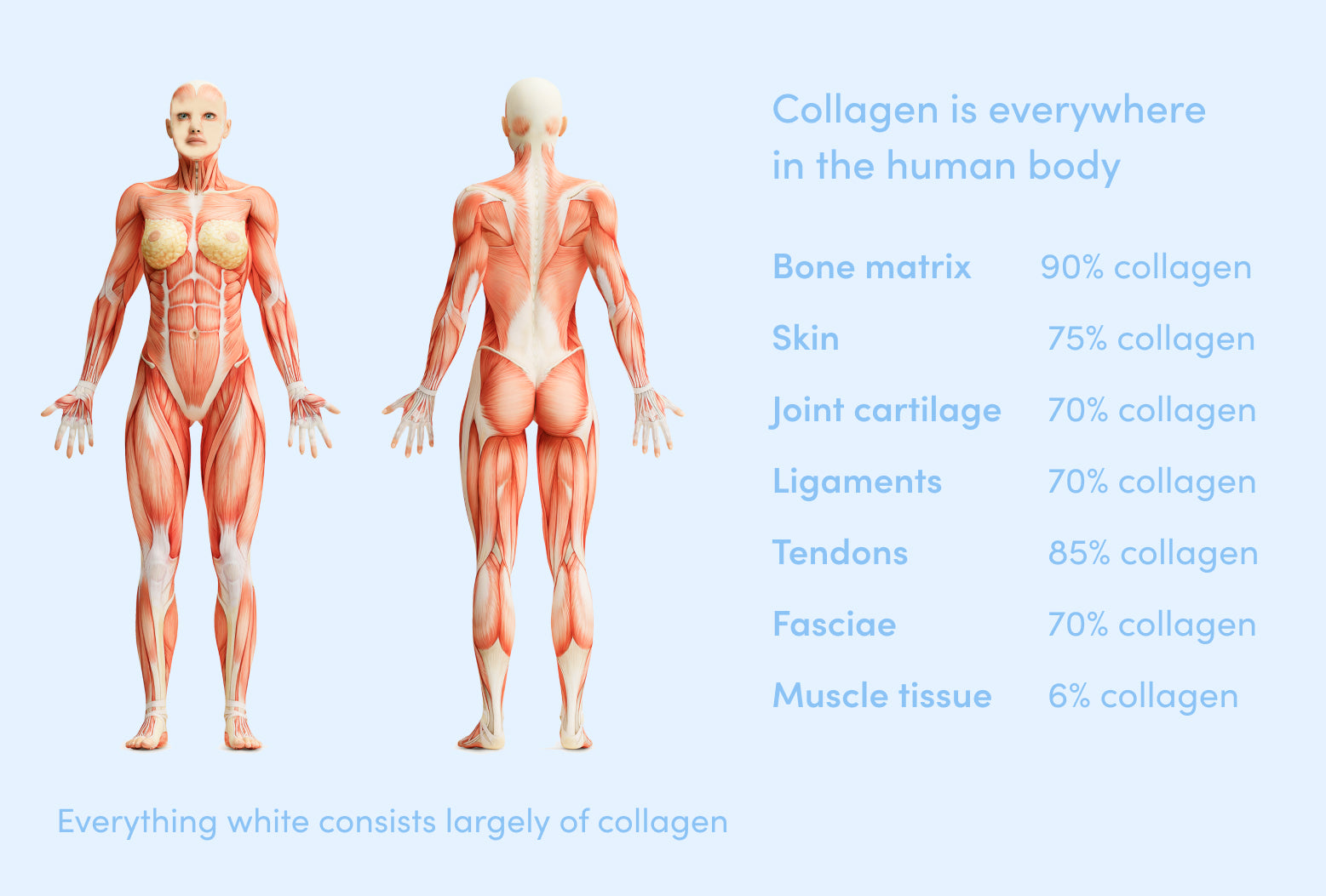 Anatomical illustration showing collagen composition in the human body: bone matrix 90%, skin 75%, joints 70%, ligaments 70%, tendons 85%.
