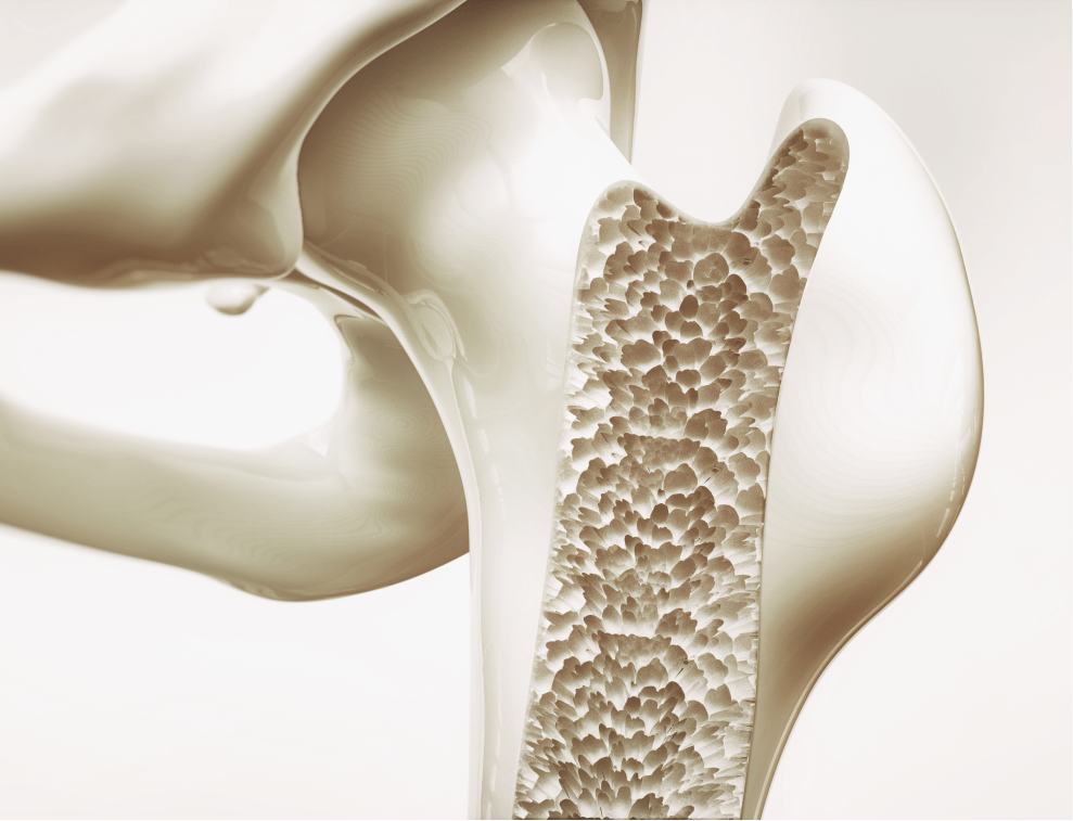 Detailed cross-section of a human bone, showing porous structure, highlighting health, strength, and the significance of collagen supplements.