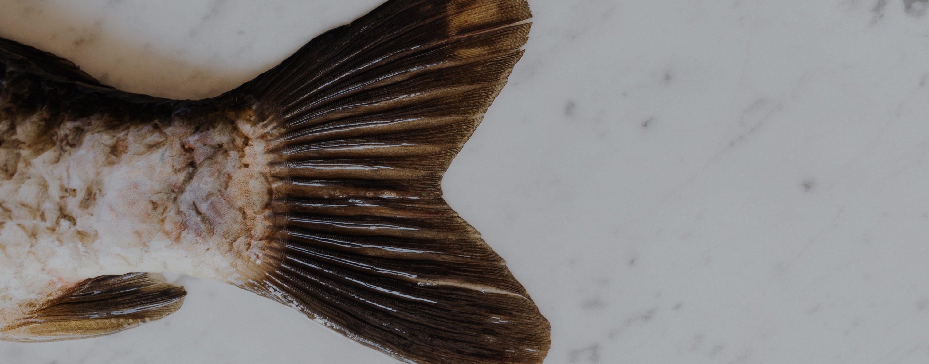 Close-up of a fish tail on a marble surface, suggesting sources of collagen for beauty and supplement products.