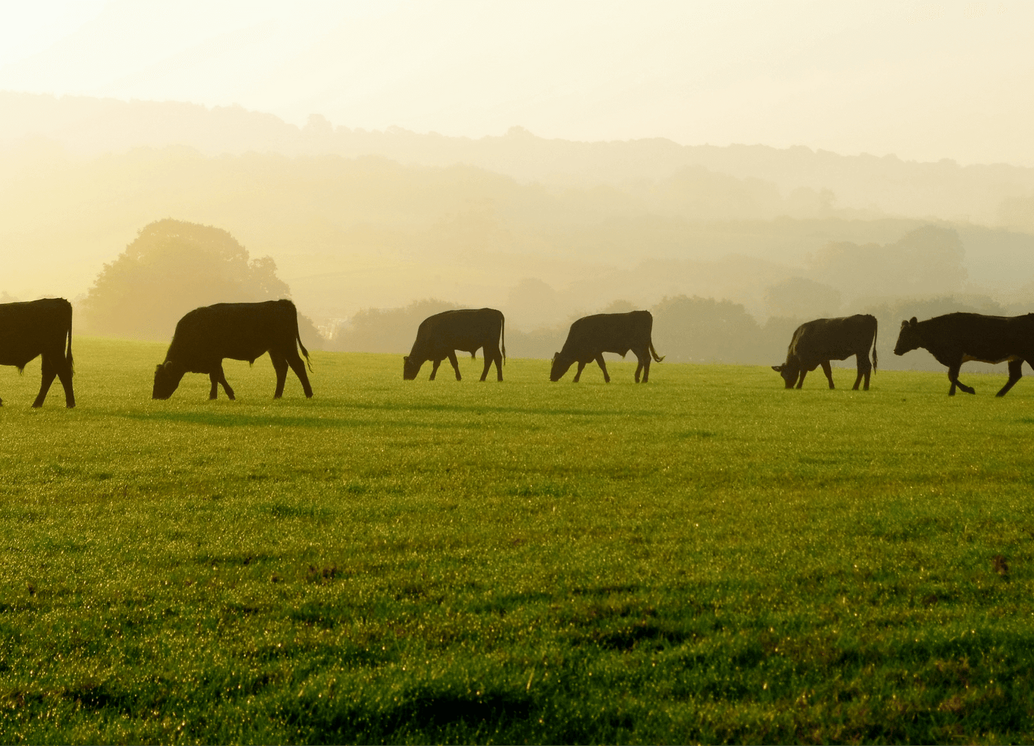 Cows grazing on a lush green pasture at sunrise, with a misty landscape in the background, suggesting natural collagen sources.