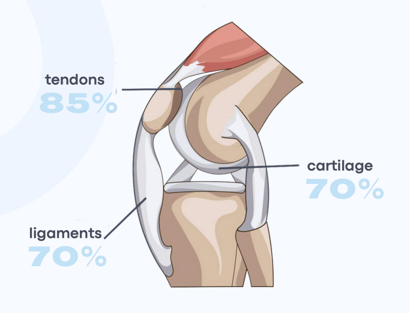 Illustration of a knee joint highlighting collagen content: tendons 85%, cartilage 70%, ligaments 70%.