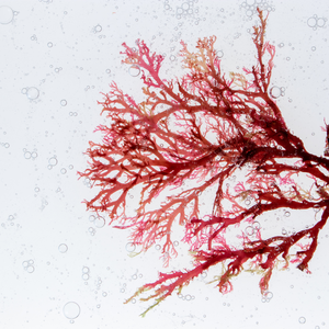 Vibrant red seaweed branch floats with bubbles against a white backdrop, symbolizing collagen beauty supplements and marine skincare.